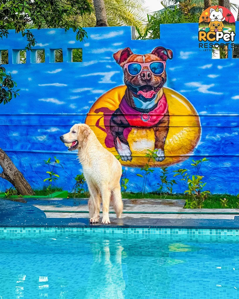 Best Pet Boarding Near Tambaram