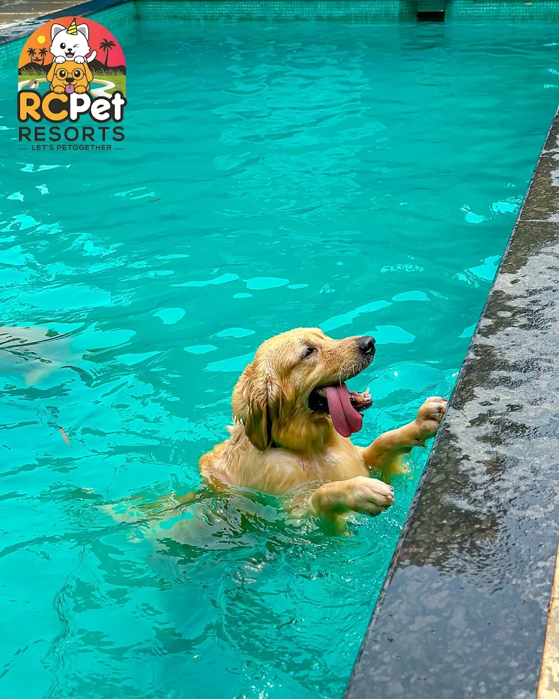 Why Dog Swimming is Important in Chennai’s Climate