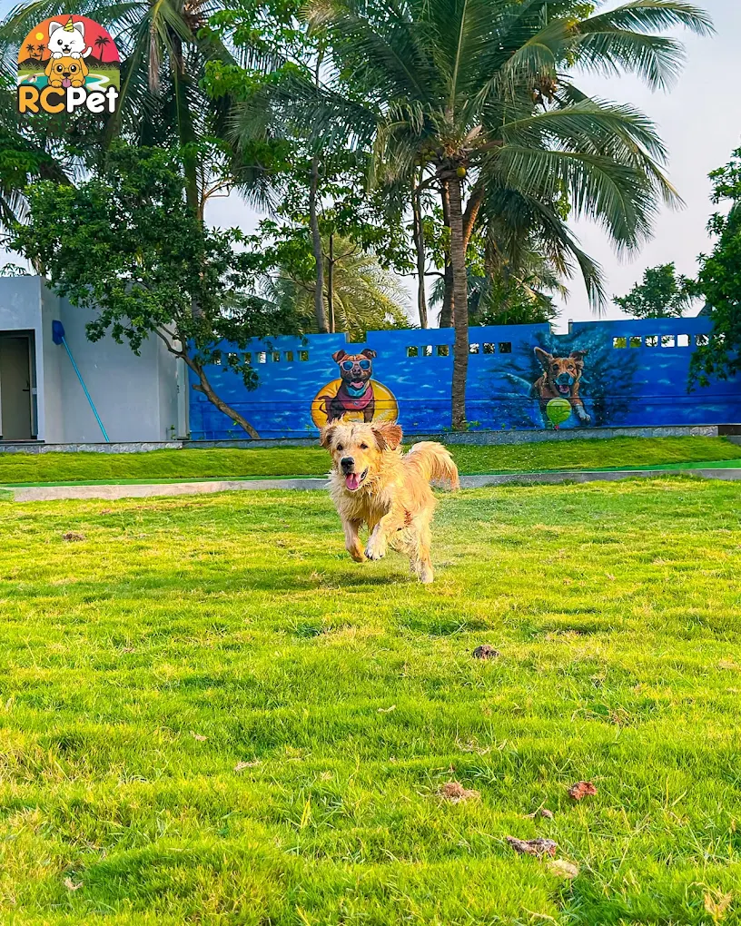 Cage-Free Pet Boarding