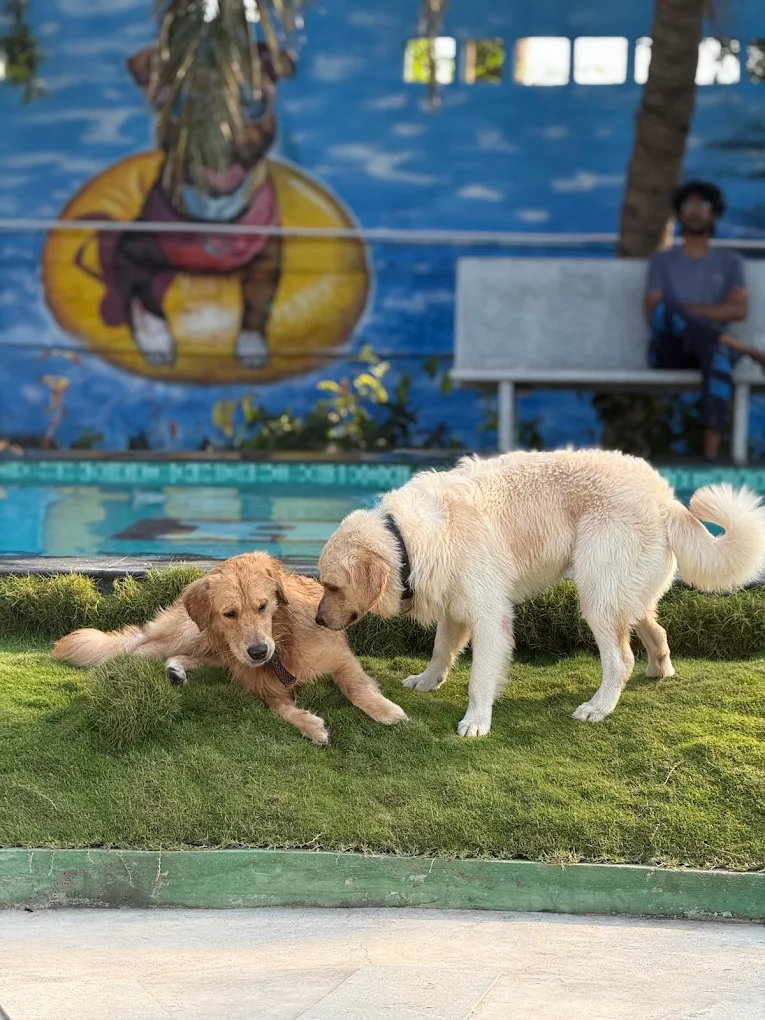 Pet Boarding Near ECR