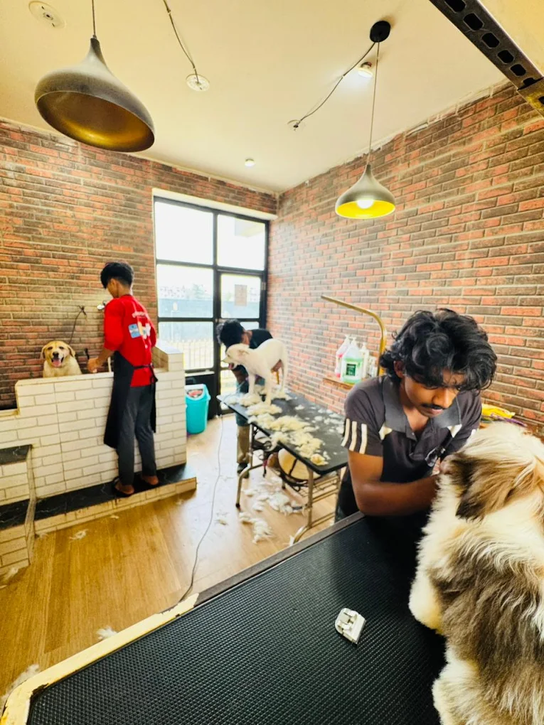 Pet Grooming Near ECR